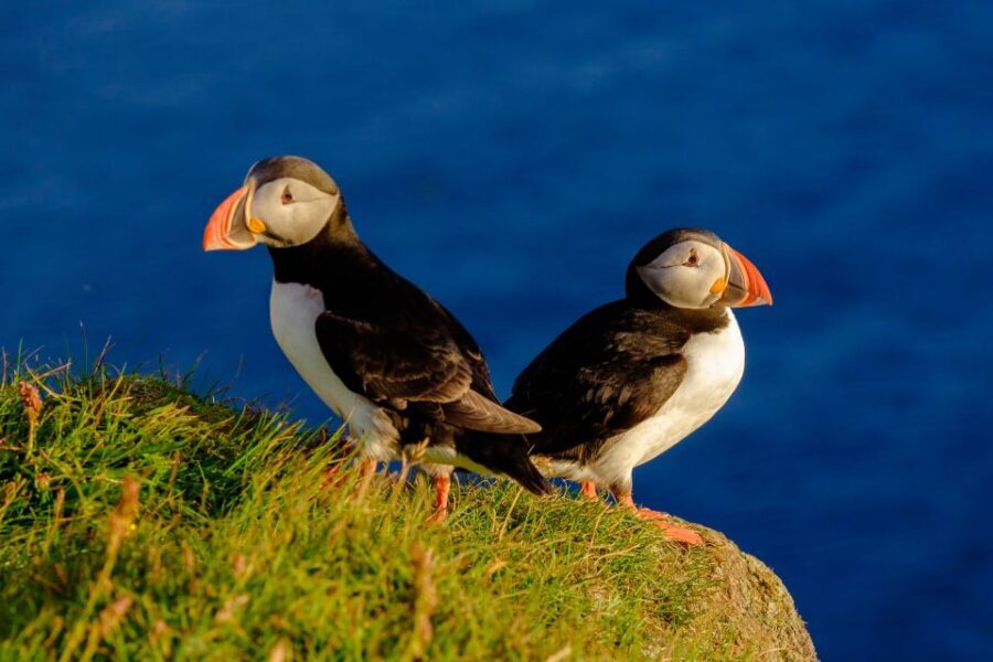 Reykjavik: Puffin Watching Tour - The 1-hour RIB ride across Faxaflói Bay