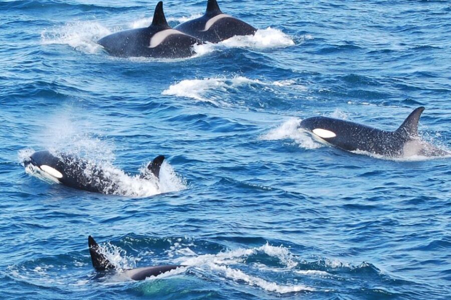 Reykjavik: the Original 3-Hour Whale Watching Tour - Key things I’d zero in on before you book