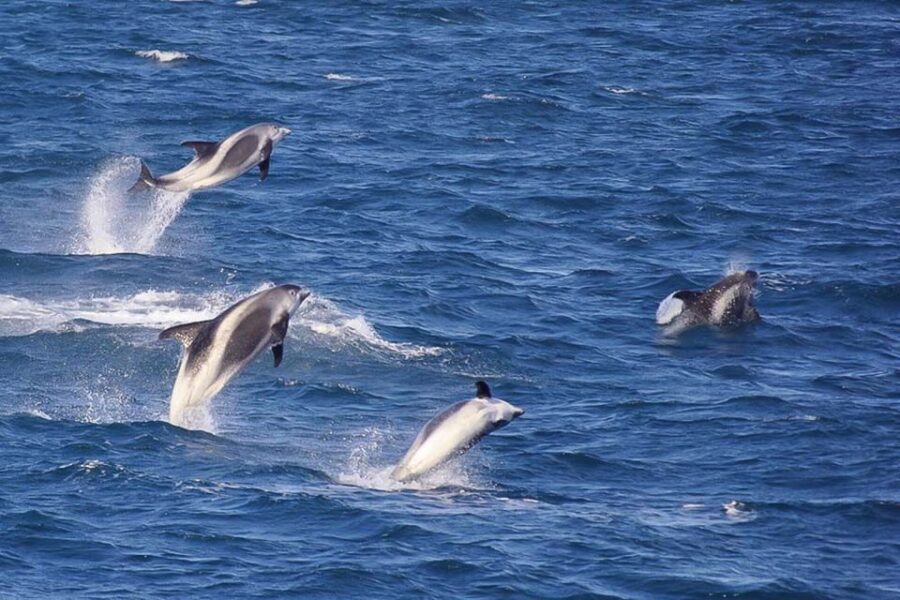 Reykjavik: the Original 3-Hour Whale Watching Tour - Price vs value: is $108 reasonable for a 3-hour Iceland whale cruise?