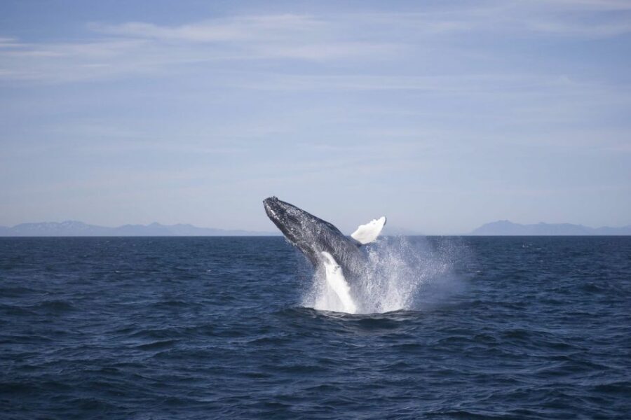 Reykjavik: the Original 3-Hour Whale Watching Tour - Faxaflói Bay: why Reykjavik makes this feel doable