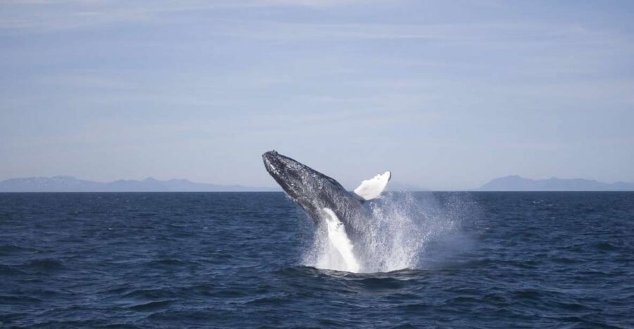 Reykjavik: the Original 3-Hour Whale Watching Tour - Boat comfort plan: warm overalls, WiFi, and where to stand