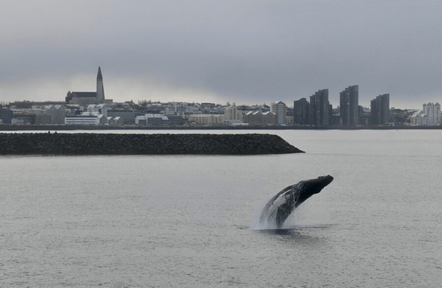 Reykjavik: the Original 3-Hour Whale Watching Tour - The 3-hour cruise in Faxaflói Bay: what happens during the hunt