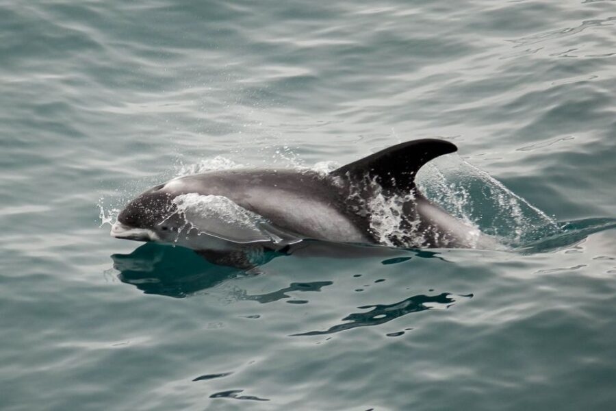 Reykjavik: the Original 3-Hour Whale Watching Tour - Marine biologist commentary: it turns sightings into understanding