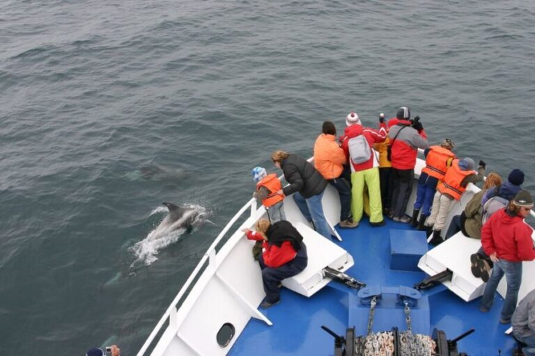Reykjavik: the Original 3-Hour Whale Watching Tour - Getting oriented at the Old Harbour and the Whale Watching Centre
