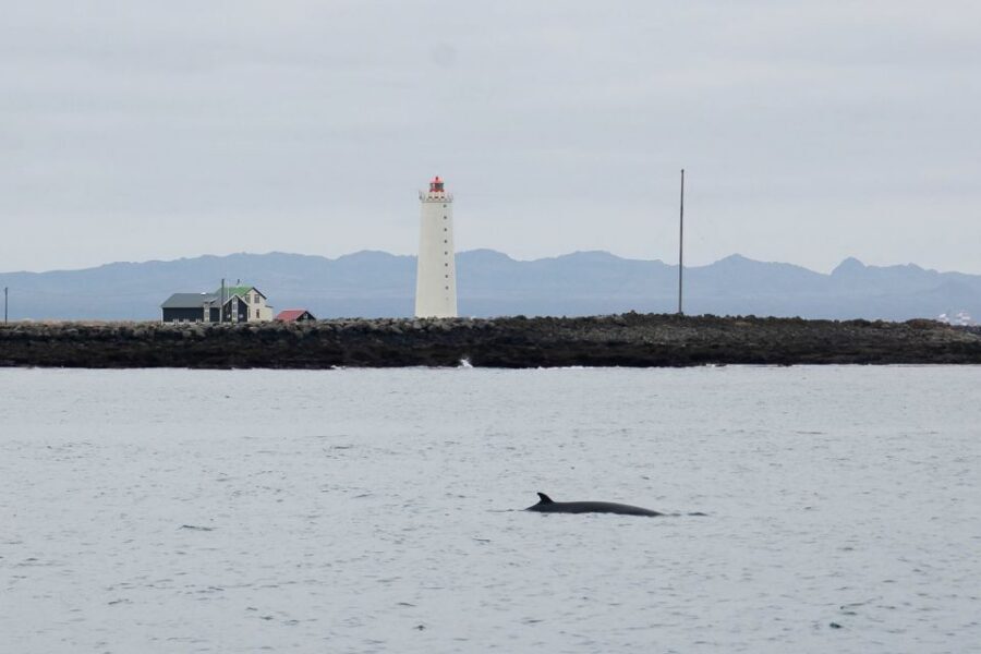 Reykjavik: the Original 3-Hour Whale Watching Tour - The Whale Diary and real-time spotting support