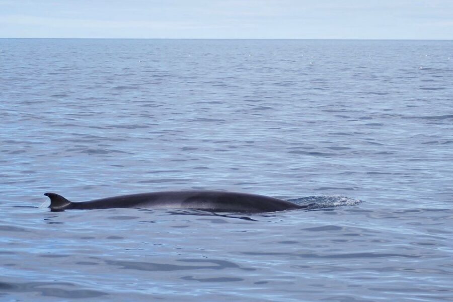 Reykjavik: the Original 3-Hour Whale Watching Tour - Photo link and the little extras that add up