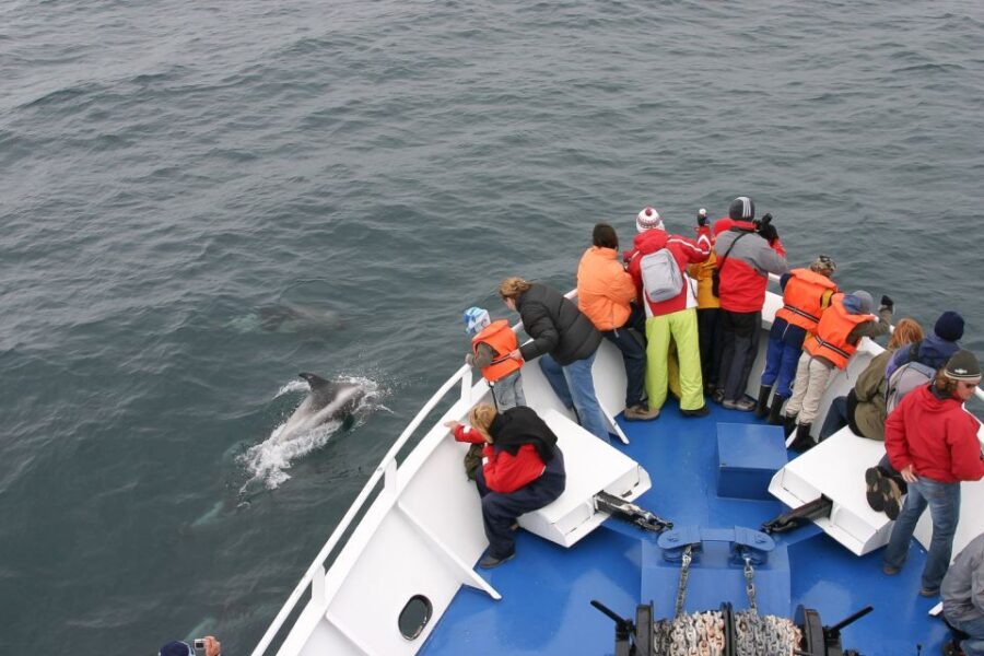 Reykjavik: the Original 3-Hour Whale Watching Tour - Getting oriented at the Old Harbour and the Whale Watching Centre