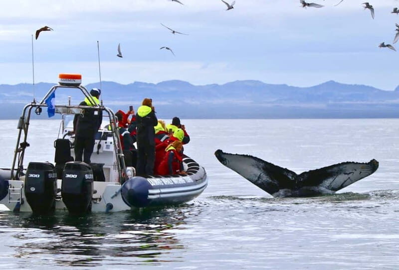 Reykjavik: Whale and Puffin Watching RIB Boat Tour - RIB Boat + Marine Biologist Commentary: What Makes This Tour Work