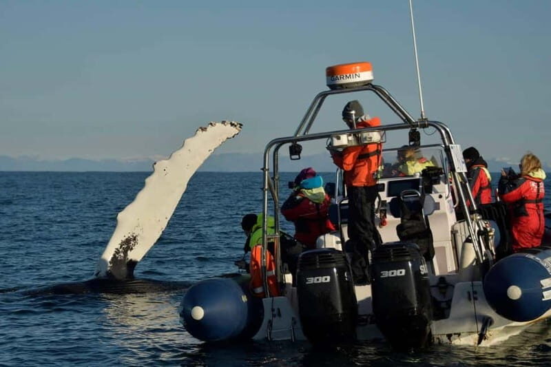 Reykjavik: Whale and Puffin Watching RIB Boat Tour - Warm Gear and Cold-Water Comfort: What’s Included, What You Should Still Bring