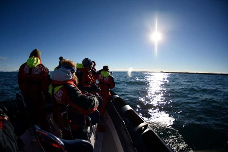Reykjavik: Whale and Puffin Watching RIB Boat Tour - Price and Value at $191: What You’re Actually Buying