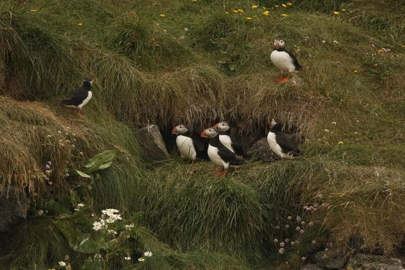 Reykjavik: Whale and Puffin Watching RIB Boat Tour - Who This Tour Fits Best (And Who Should Skip It)