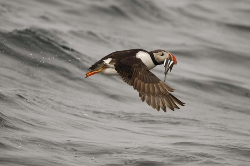 Reykjavik: Whale and Puffin Watching RIB Boat Tour - Should You Book This Reykjavik Whale and Puffin RIB Tour?