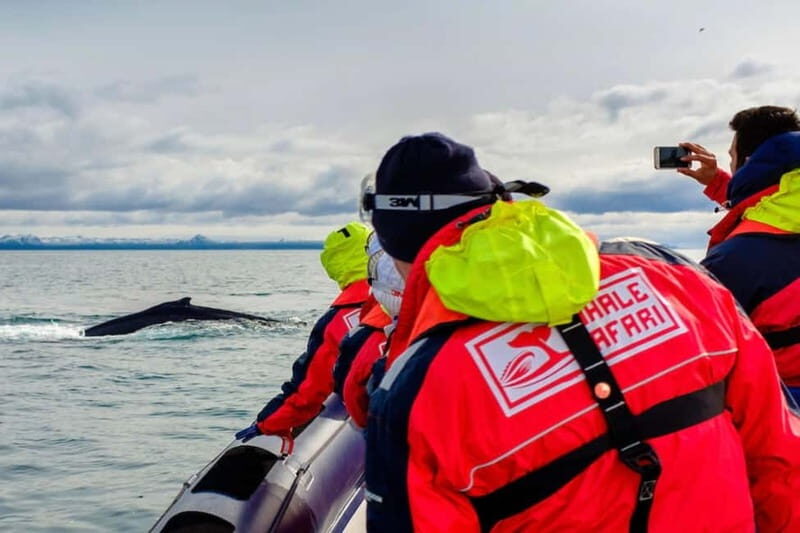 Reykjavik: Whale and Puffin Watching RIB Boat Tour - Puffin Island Time (Late April–August): When You’ll See the Birds Up Close