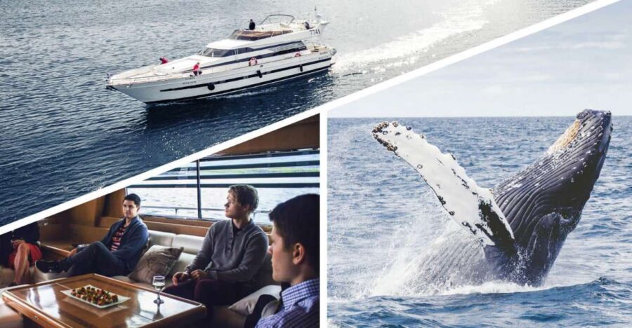 Reykjavik: Whale Watching and Dolphin Watching Yacht Cruise - Key things that make this cruise worth your time