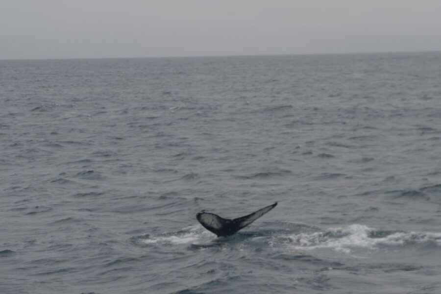 Reykjavik: Whale Watching and Dolphin Watching Yacht Cruise - Where Faxafloi Bay takes you (and why this area matters)