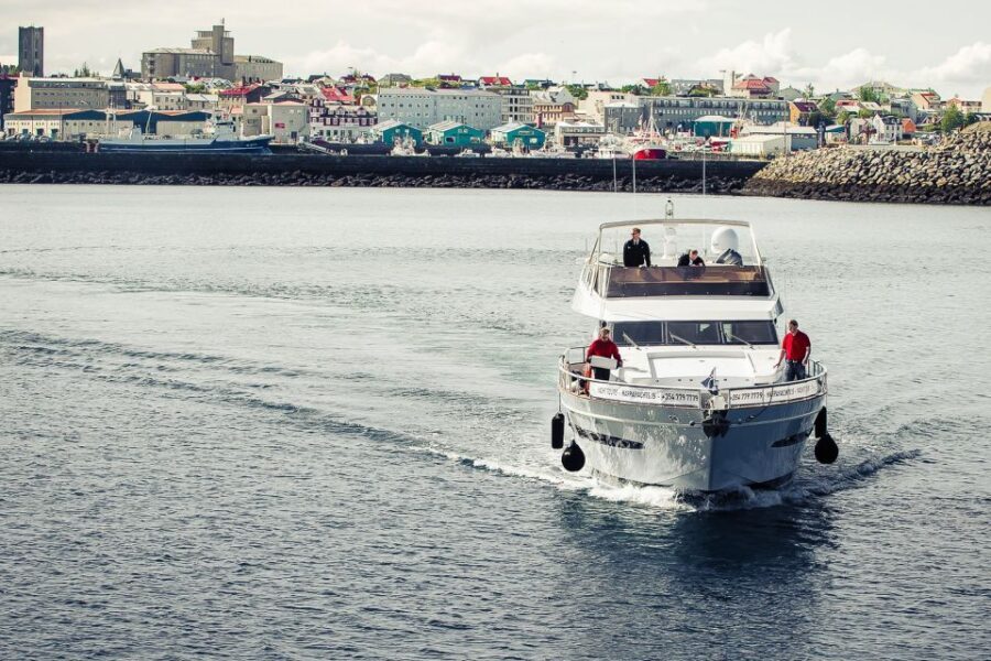 Reykjavik: Whale Watching and Dolphin Watching Yacht Cruise - Old Harbor check-in: keep it simple, arrive on purpose