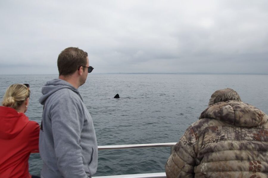 Reykjavik: Whale Watching and Dolphin Watching Yacht Cruise - What happens on the water during the 3 hours