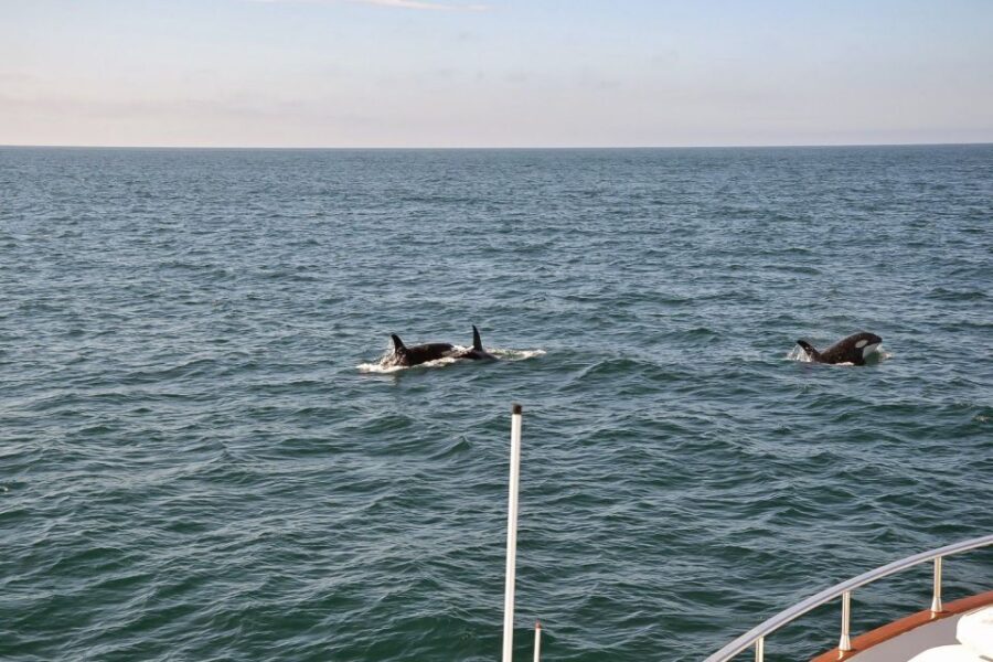 Reykjavik: Whale Watching and Dolphin Watching Yacht Cruise - Comfort that actually helps in Reykjavik weather