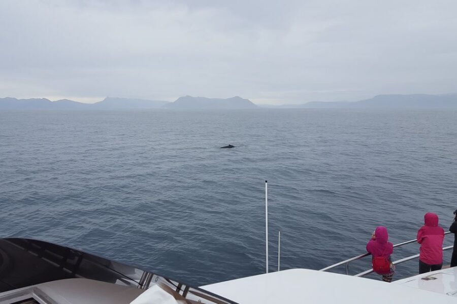 Reykjavik: Whale Watching and Dolphin Watching Yacht Cruise - Photos and Wi‑Fi: share while it’s happening
