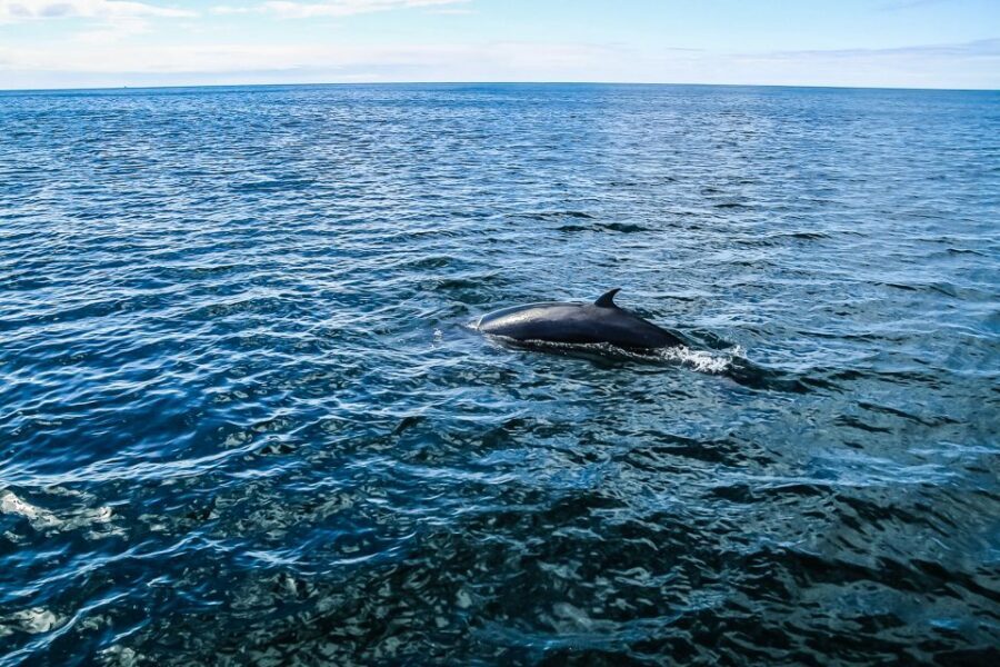 Reykjavík: Whale Watching and Marine Life Cruise - Who this cruise is best for