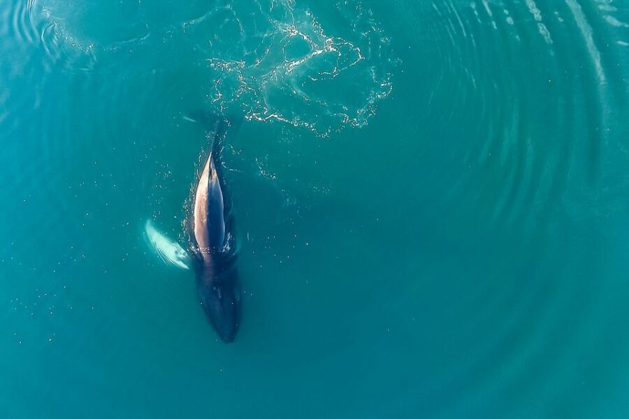 Reykjavík: Whale Watching and Marine Life Cruise - Responsible wildlife viewing: what to watch for on the boat