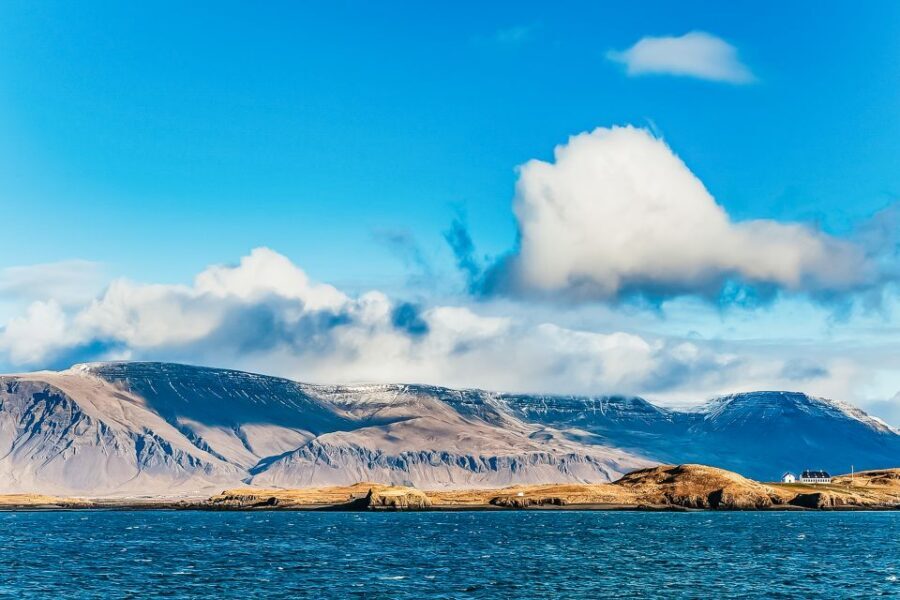 Reykjavík: Whale Watching and Marine Life Cruise - Species you should actually expect to spot