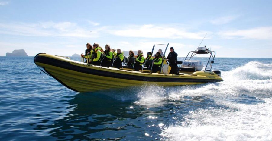 Reykjavik: Whale Watching by RIB Speedboat - Key points if you want the highlights fast