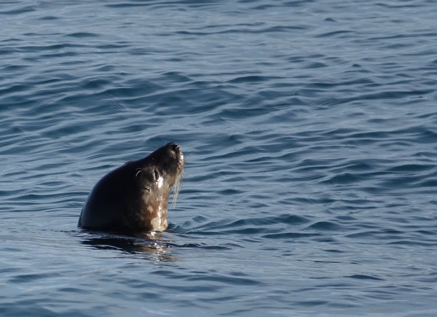 Reykjavik: Whale Watching by RIB Speedboat - Weather and comfort: who the ride is best for