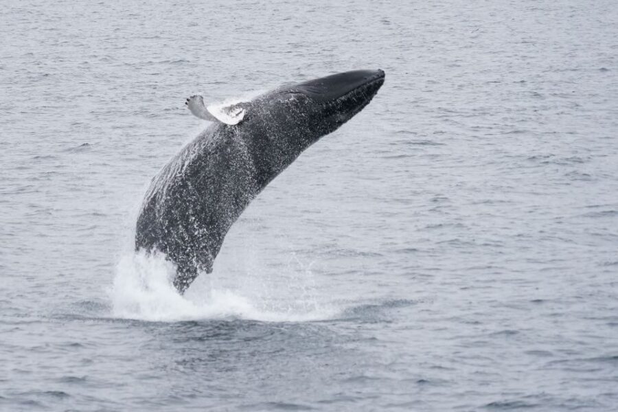 Reykjavik: Whale Watching by RIB Speedboat - Price and value: why $200 can be fair (or not)