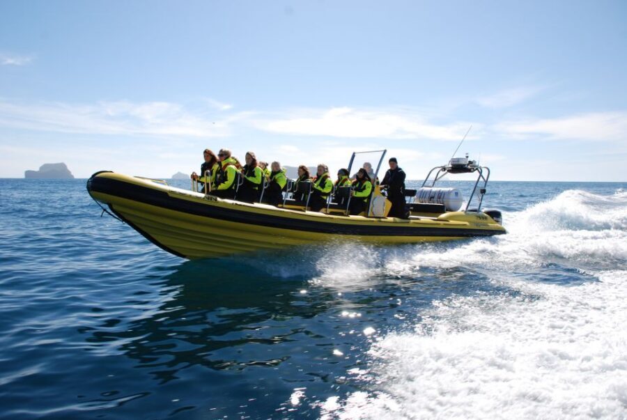 Reykjavik: Whale Watching by RIB Speedboat - Meeting point reality: how to avoid wasting your start time