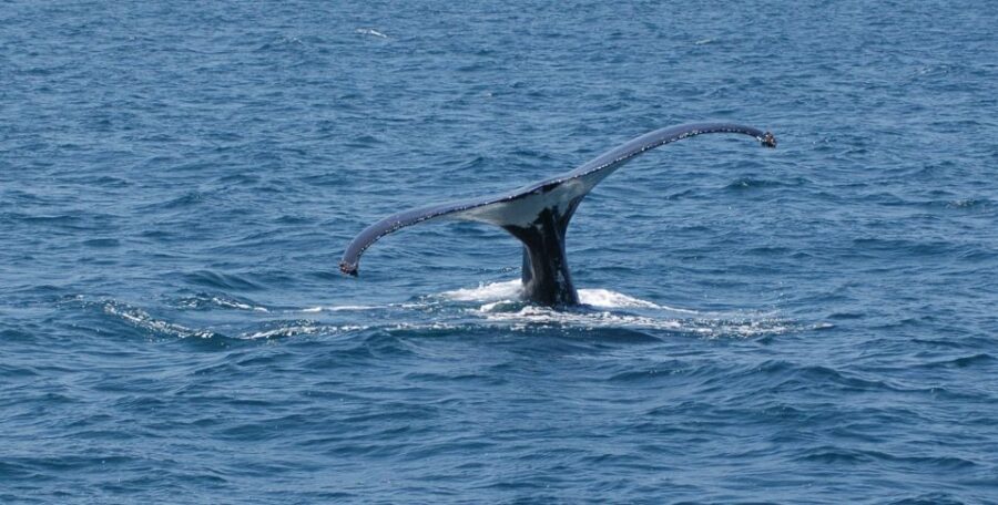 Reykjavik: Whale Watching by RIB Speedboat - What you’ll likely see in practice (and what to watch for)