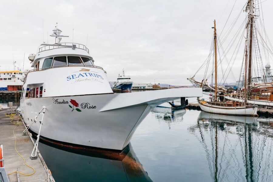 Reykjavík: Whale Watching Cruise on the Amelia Rose Yacht - Three decks, real comfort, and smart wildlife searching