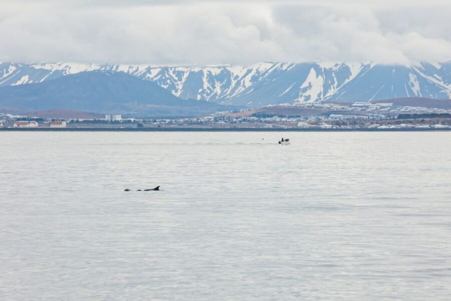 Reykjavík: Whale Watching Cruise on the Amelia Rose Yacht - Price and value: $107 for comfort, time, and real search effort
