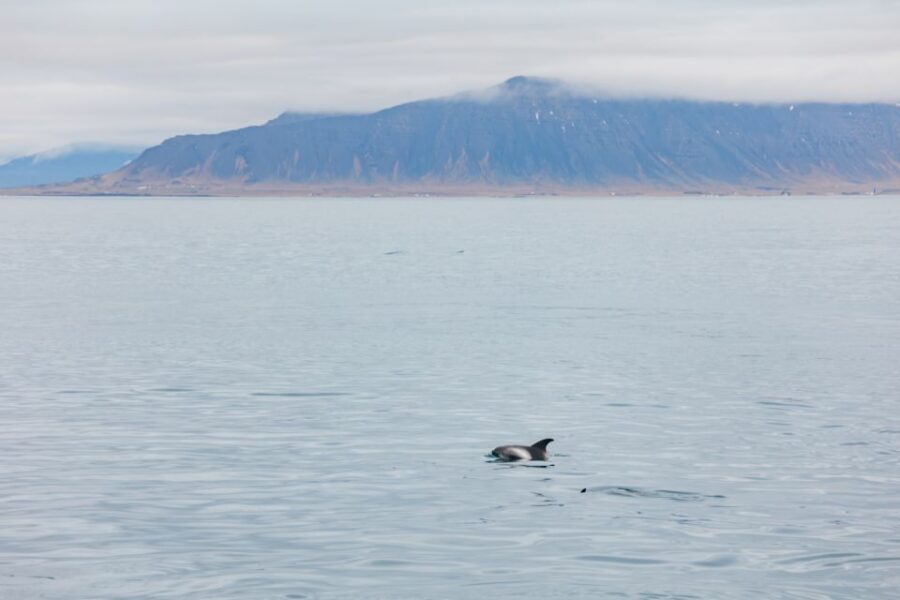 Reykjavík: Whale Watching Cruise on the Amelia Rose Yacht - The main drawback: nature runs the show