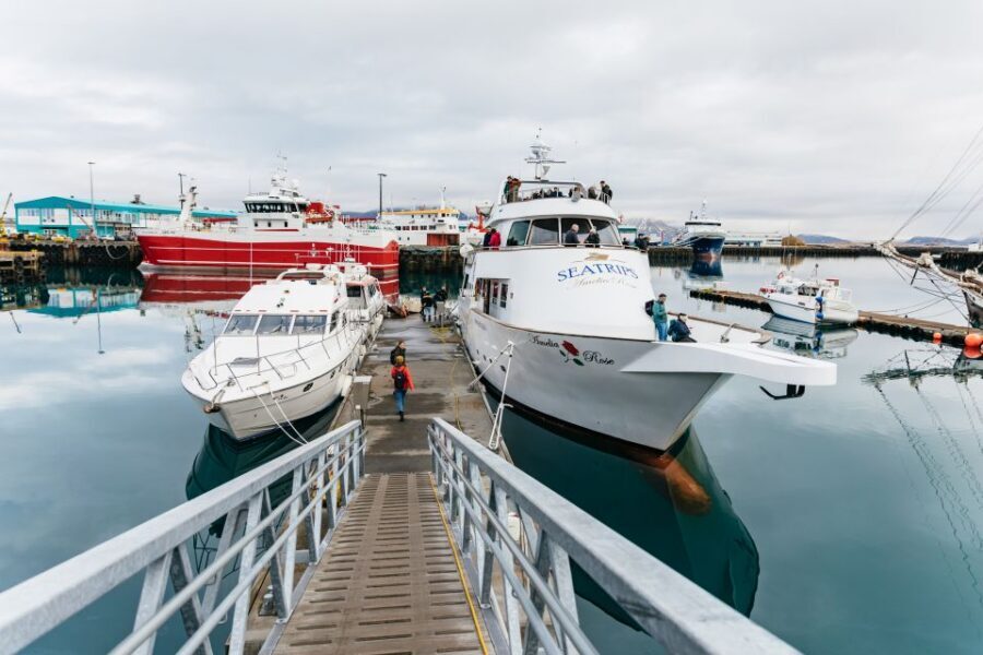 Reykjavík: Whale Watching Cruise on the Amelia Rose Yacht - The Amelia Rose yacht: built for comfort, with warmth when you need it