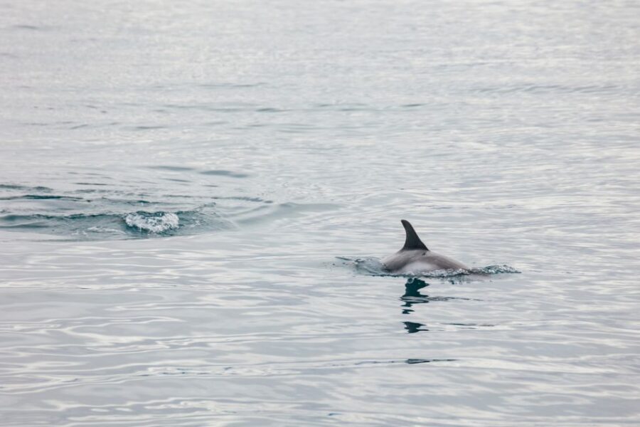 Reykjavík: Whale Watching Cruise on the Amelia Rose Yacht - When weather changes everything, the captain still keeps your comfort first