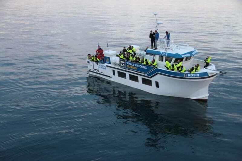 Reykjavik: Whale Watching Express - Key Highlights Worth Your Time