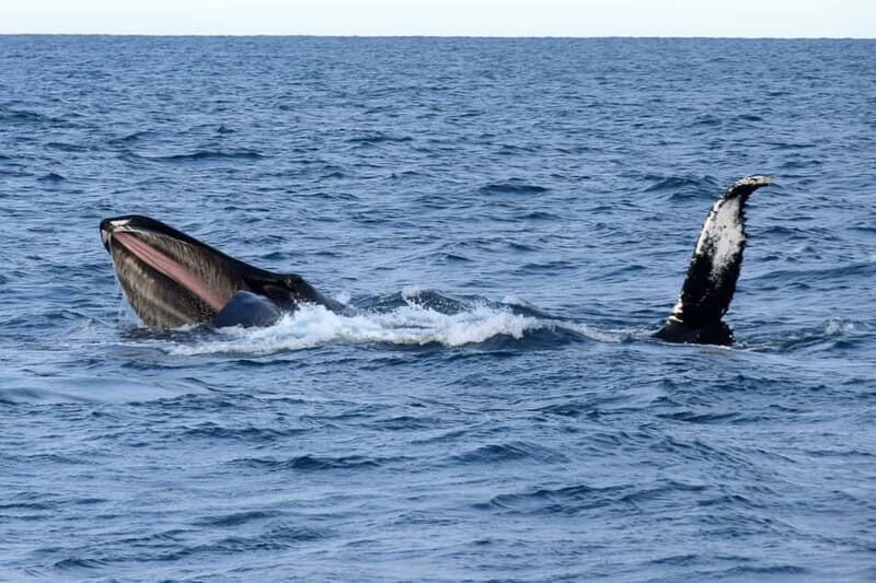 Reykjavik: Whale Watching Express - Your Guide on Board: Learning Without Killing the Mood