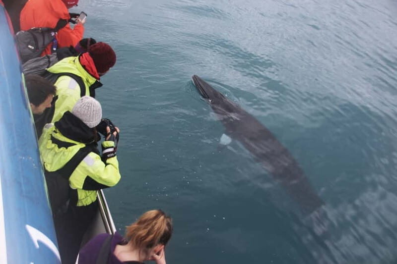 Reykjavik: Whale Watching Express - Warm Overalls, Cabin Comfort, and Choppy-Water Reality