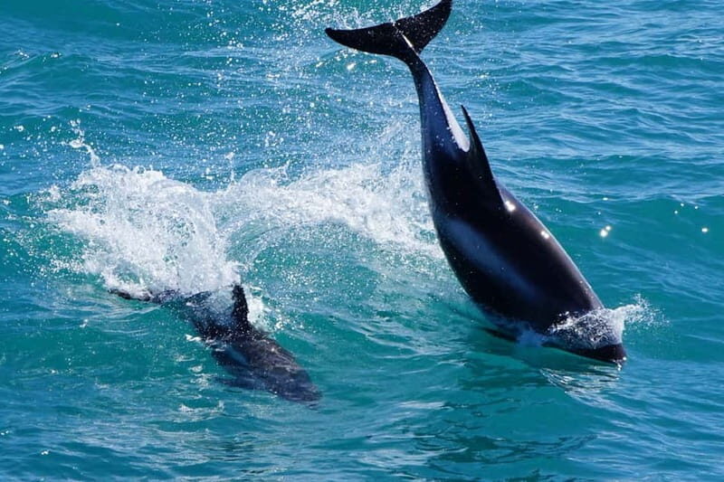 Reykjavik: Whale Watching Express - Where the Experience Shines (and Where It’s Just Fine)