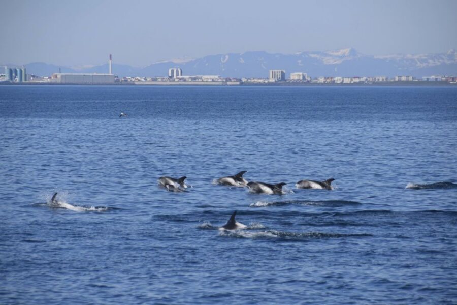 Reykjavik: Whale Watching Express - Who This Whale Watching Express Fits Best