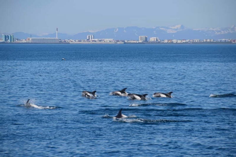 Reykjavik: Whale Watching Express - Should You Book This Whale Watching Express?