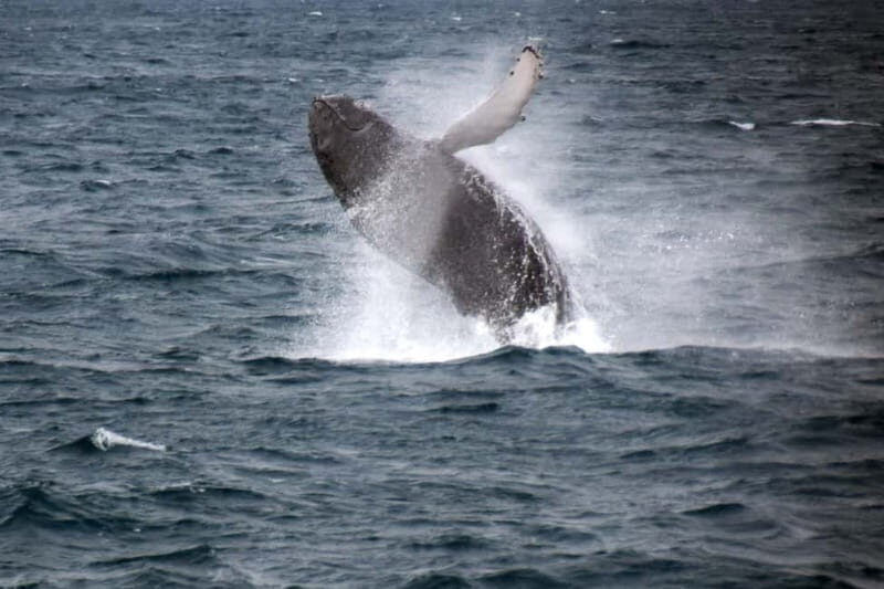 Reykjavik: Whale Watching Express - Deck Time and Wildlife Spotting: What You’ll Likely See