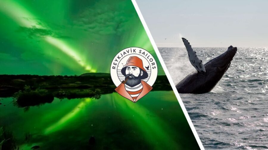 Reykjavik: Whale Watching & Northern Lights Combo Cruise - Whale Watching in Faxaflói Bay: What the 3-Hour Search Feels Like