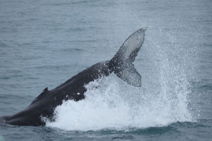 Reykjavik: Whale Watching & Northern Lights Combo Cruise - How to Use the Reykjavik Break Time Like a Pro