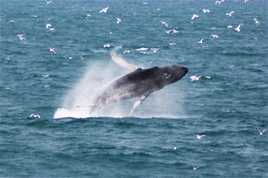 Reykjavik: Whale Watching & Northern Lights Combo Cruise - What You’ll Actually See: Whales, Dolphins, and Real-World Variety