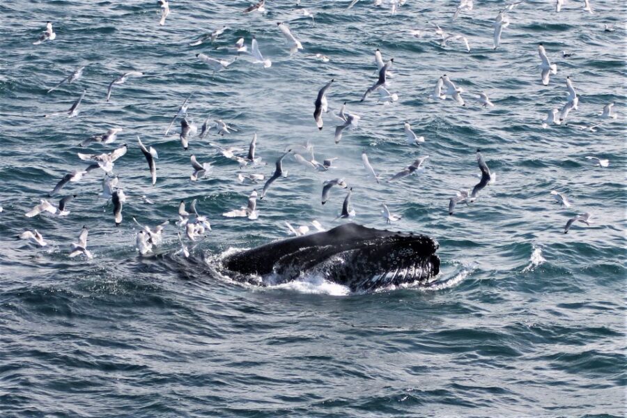 Reykjavik: Whale Watching & Northern Lights Combo Cruise - Price and Value: Is $205 a Good Deal in Iceland?