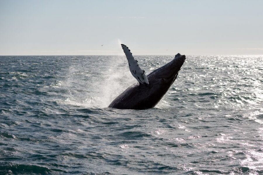 Reykjavik: Whale Watching & Northern Lights Combo Cruise - Who This Combo Cruise Is Perfect For