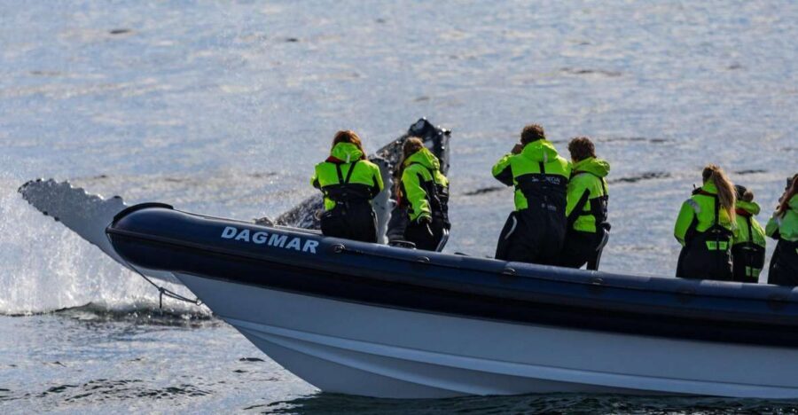 Reykjavik: Whale Watching Tour by RIB Boat - Key highlights worth planning around