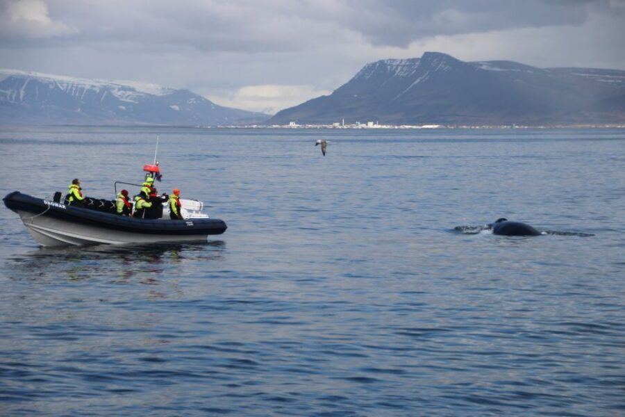 Reykjavik: Whale Watching Tour by RIB Boat - Practical tips to make your tour go smoother